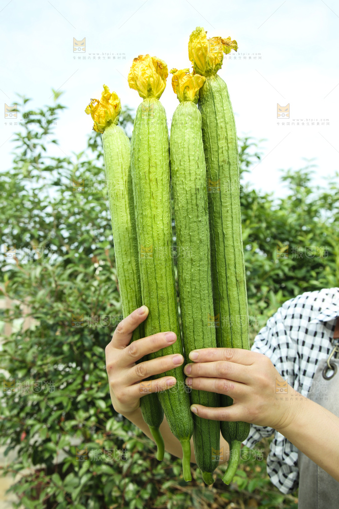 丝瓜