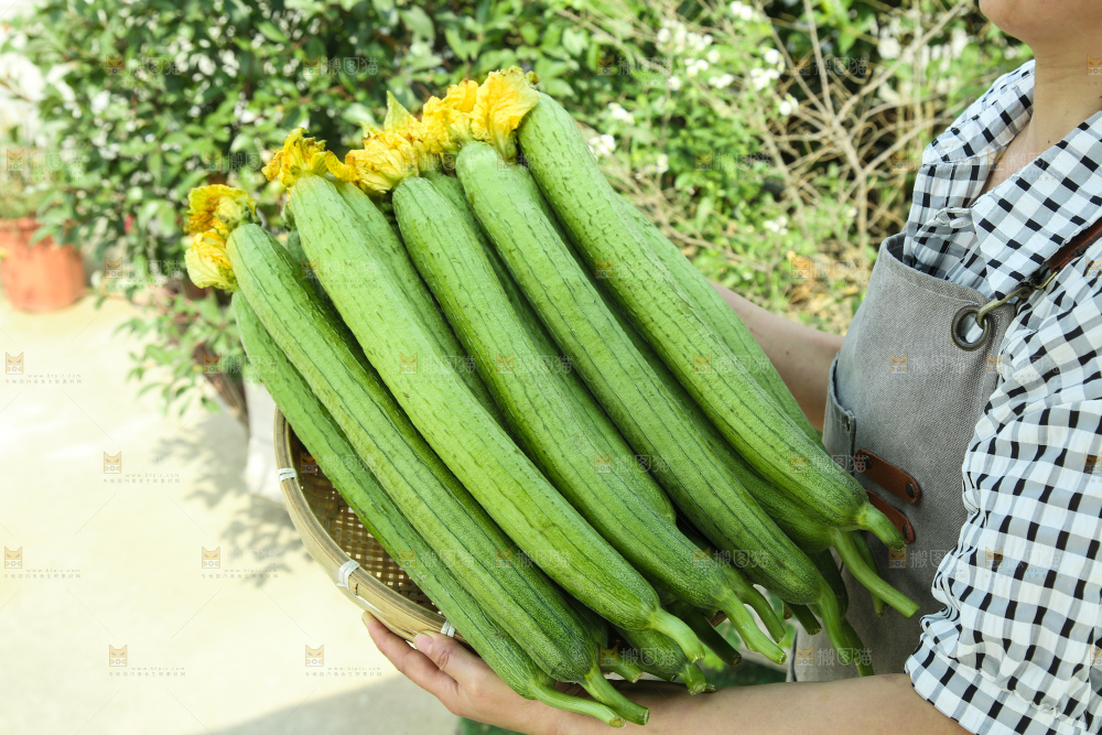 丝瓜
