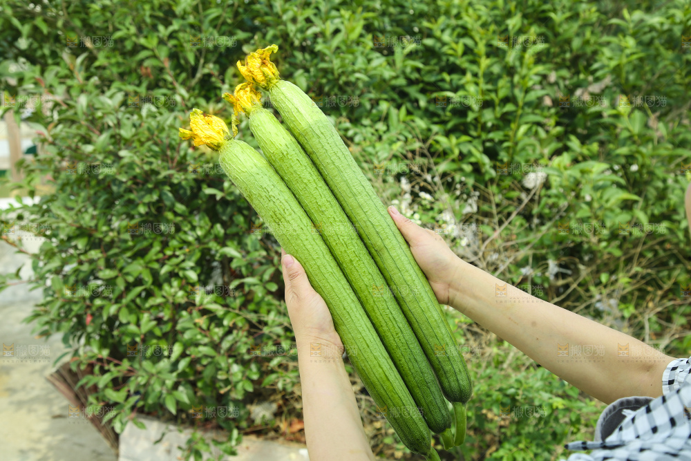 丝瓜