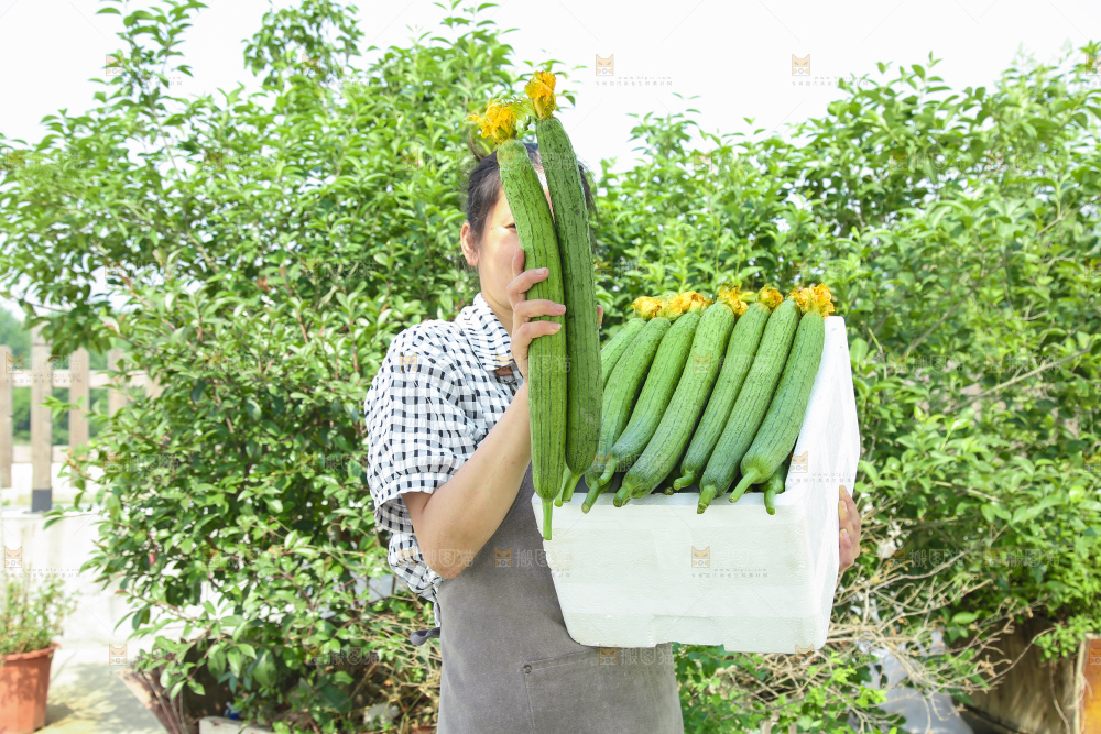 丝瓜