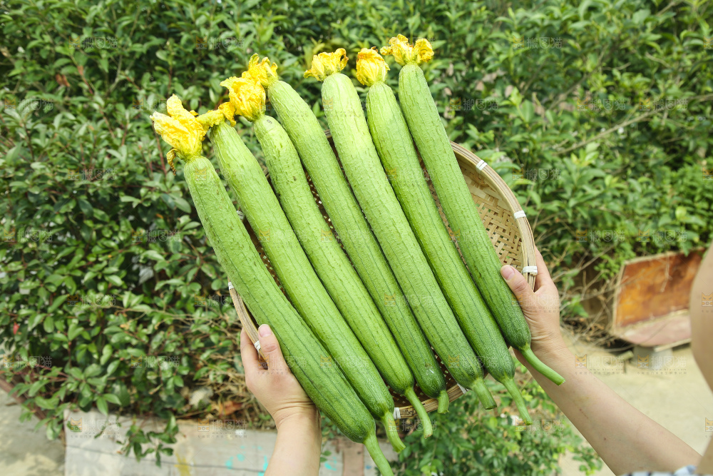 丝瓜