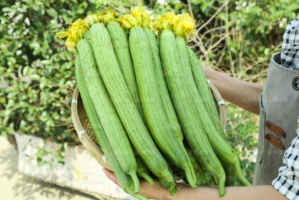 丝瓜