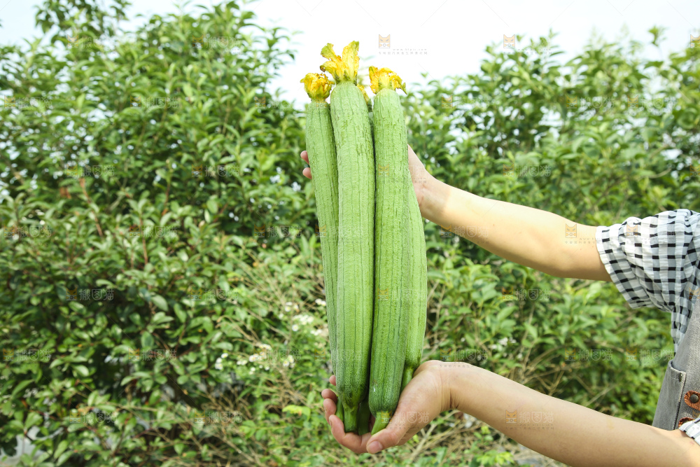 丝瓜