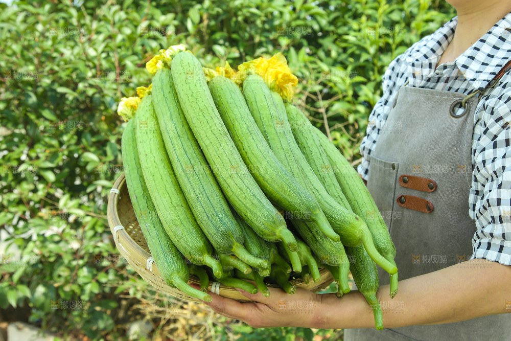 丝瓜