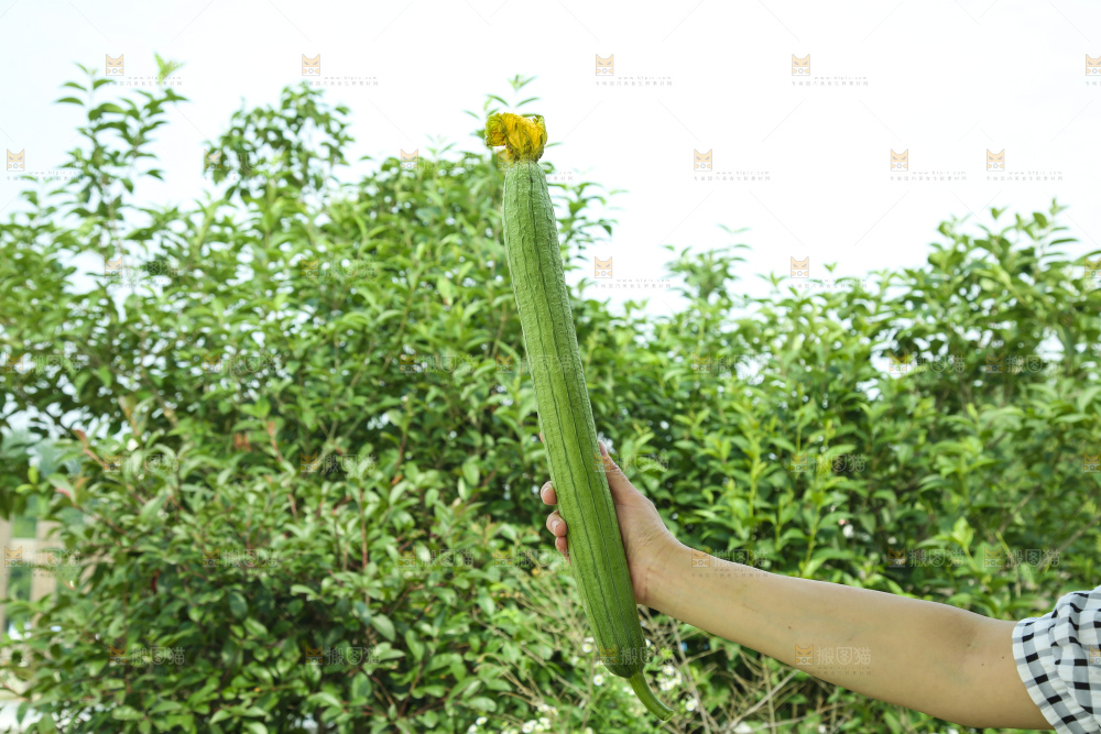 丝瓜