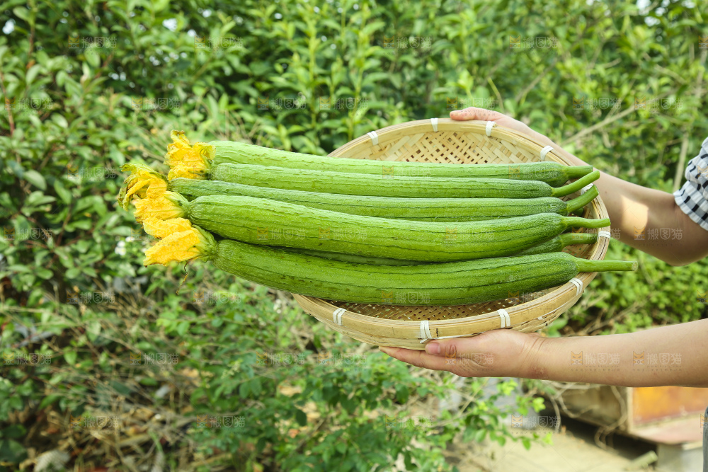 丝瓜