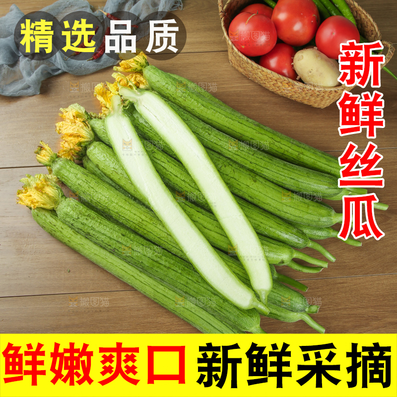 丝瓜