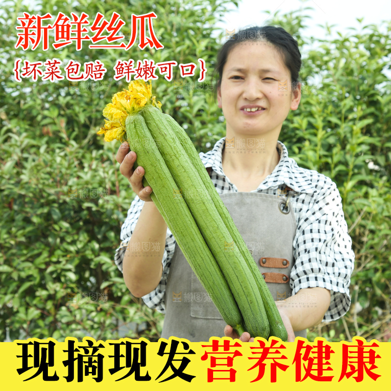 丝瓜