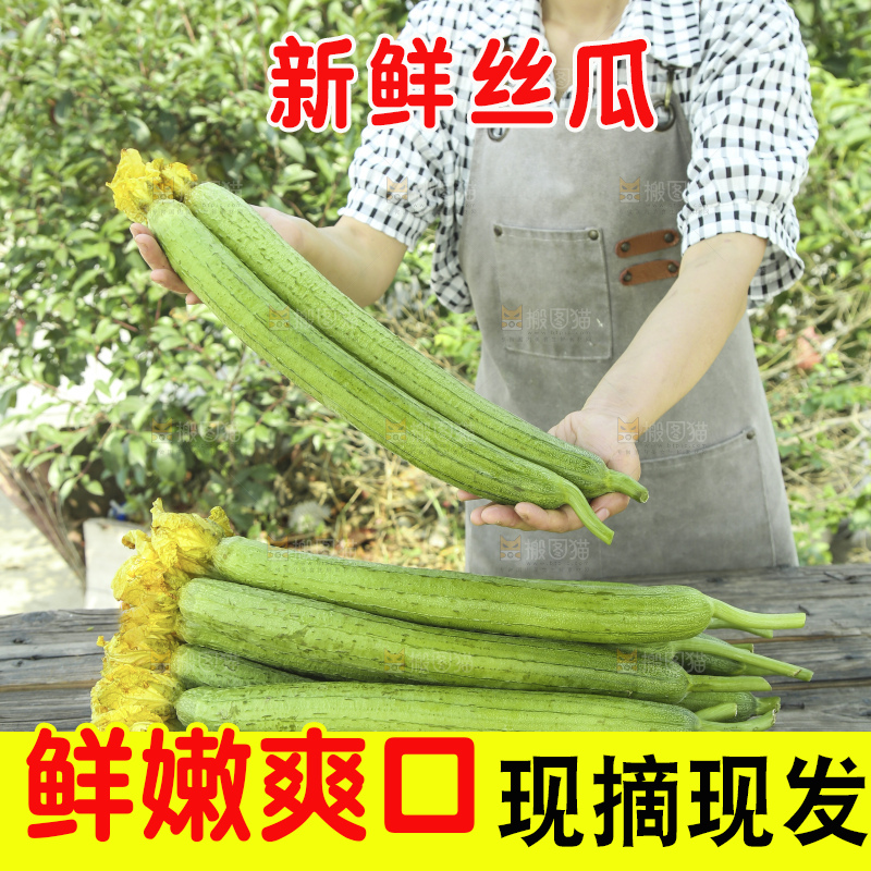 丝瓜