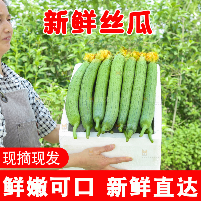 丝瓜