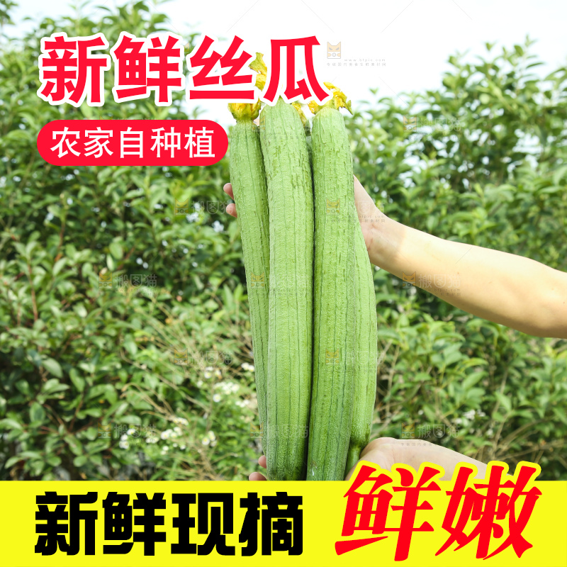 丝瓜
