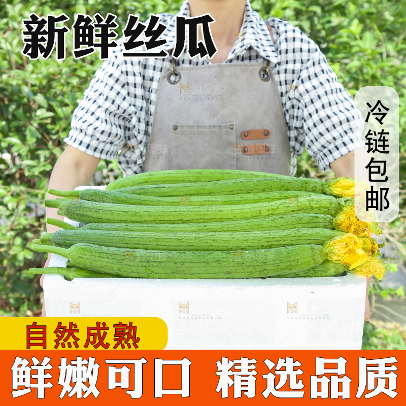 丝瓜