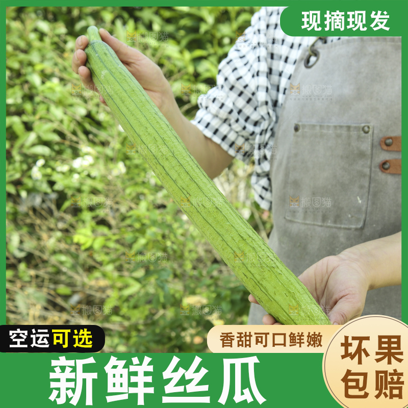 丝瓜
