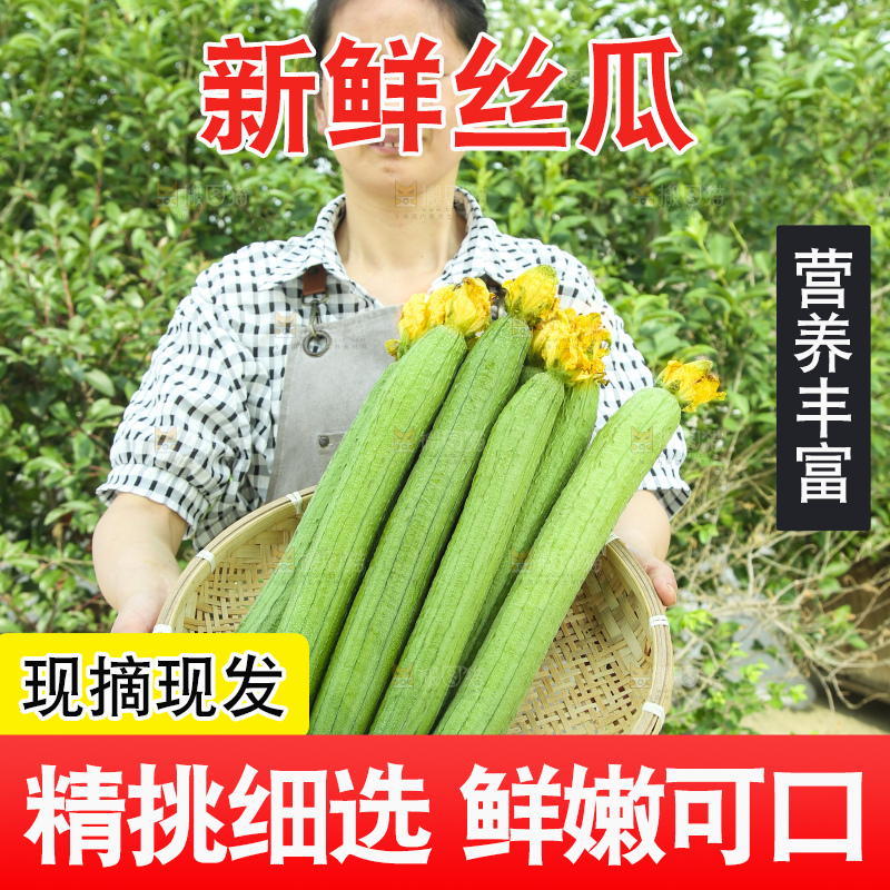 丝瓜