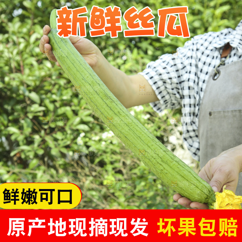 丝瓜