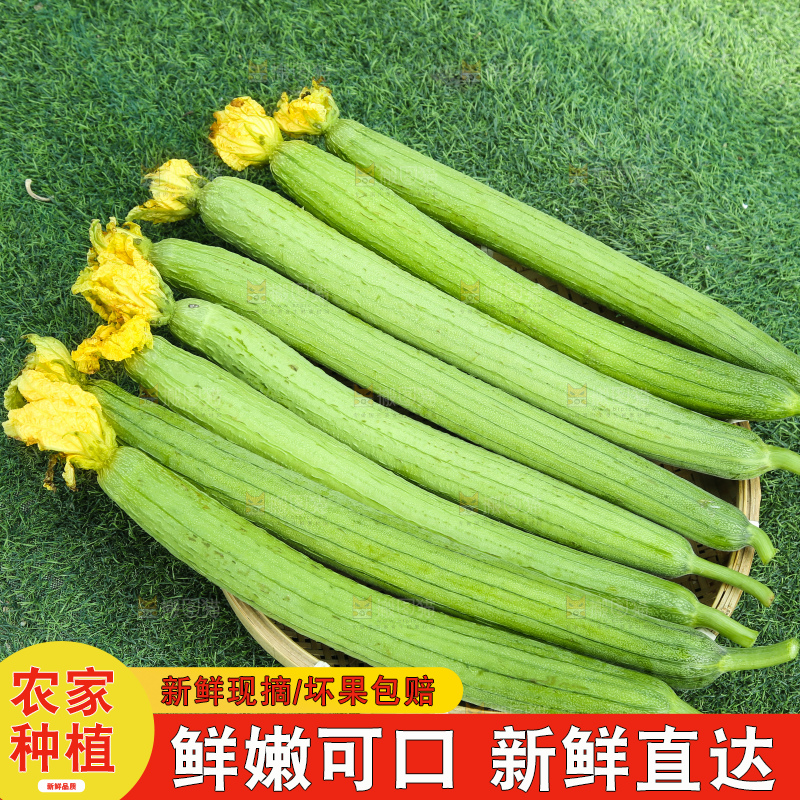 丝瓜