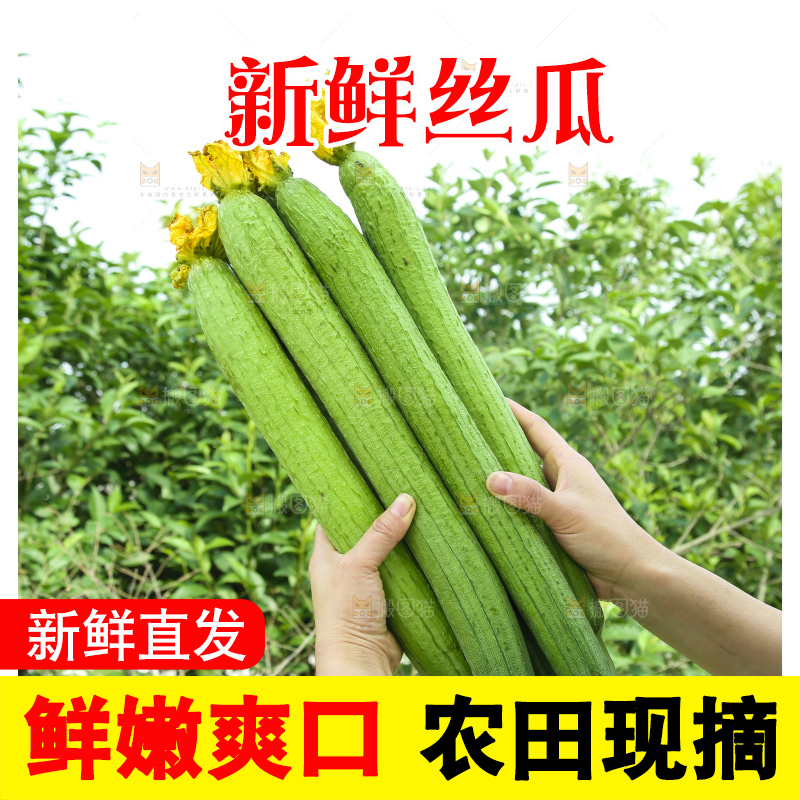 丝瓜