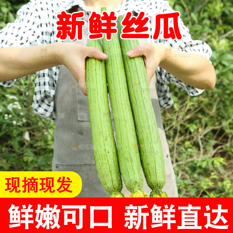 丝瓜