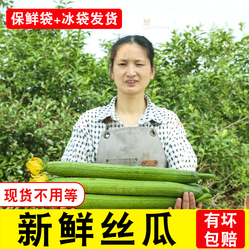 丝瓜