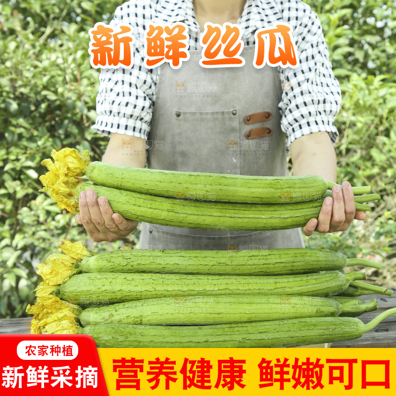 丝瓜
