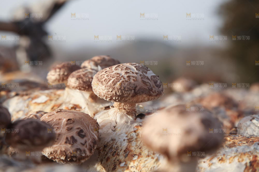 香菇养殖
