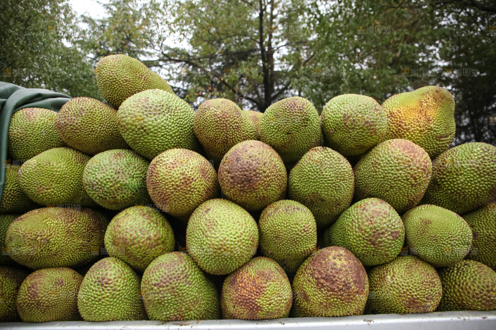 菠萝蜜