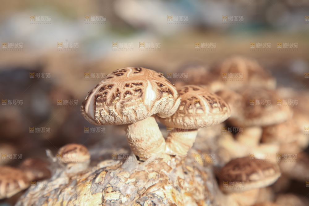 香菇养殖