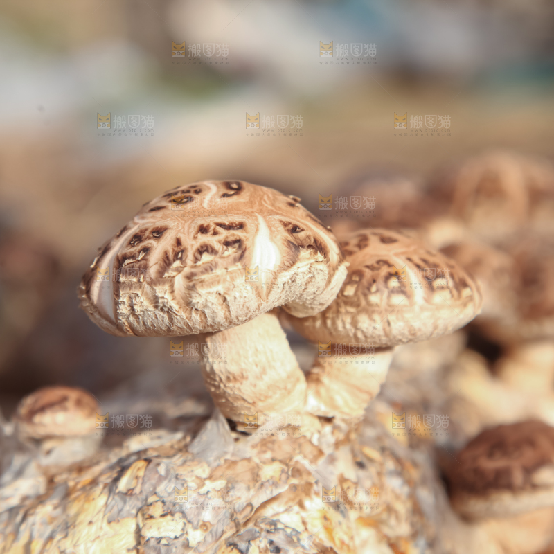 香菇养殖