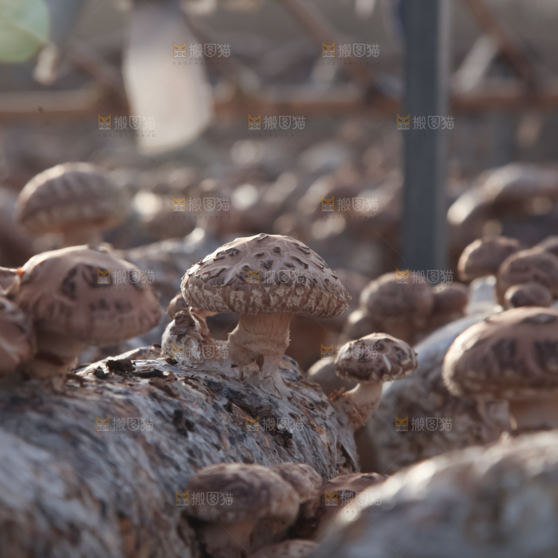 香菇养殖