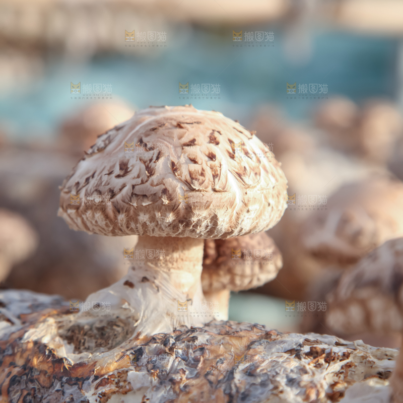 香菇养殖