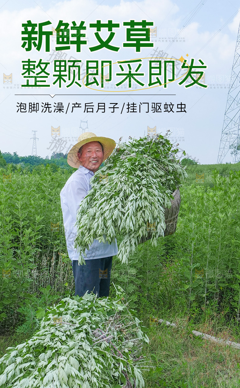 艾草详情页