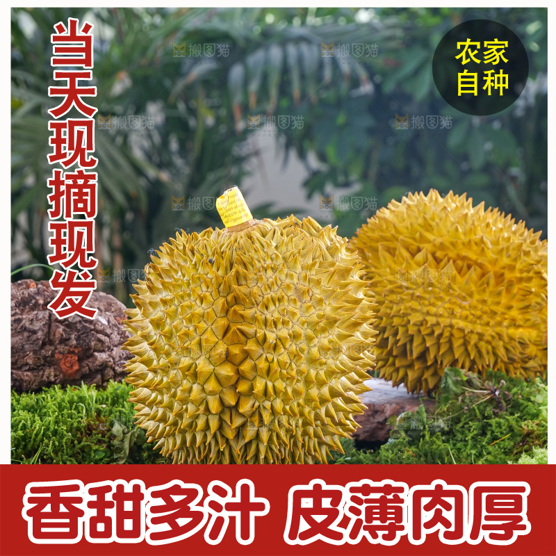 金枕榴莲