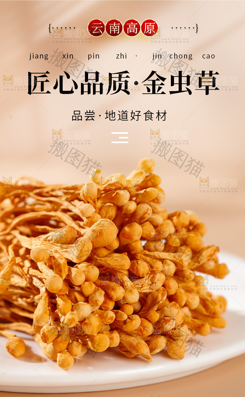 虫草花详情页