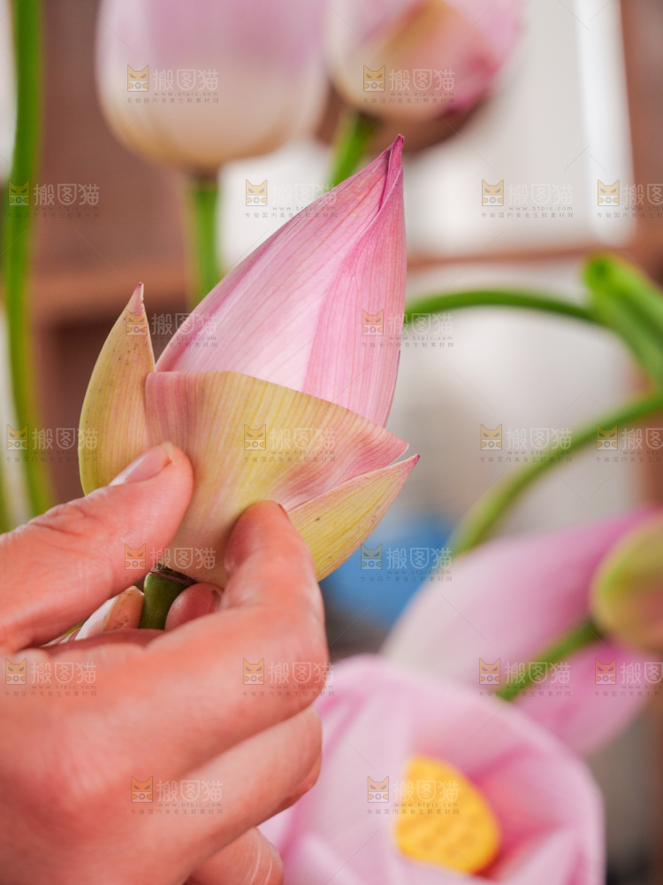 荷花