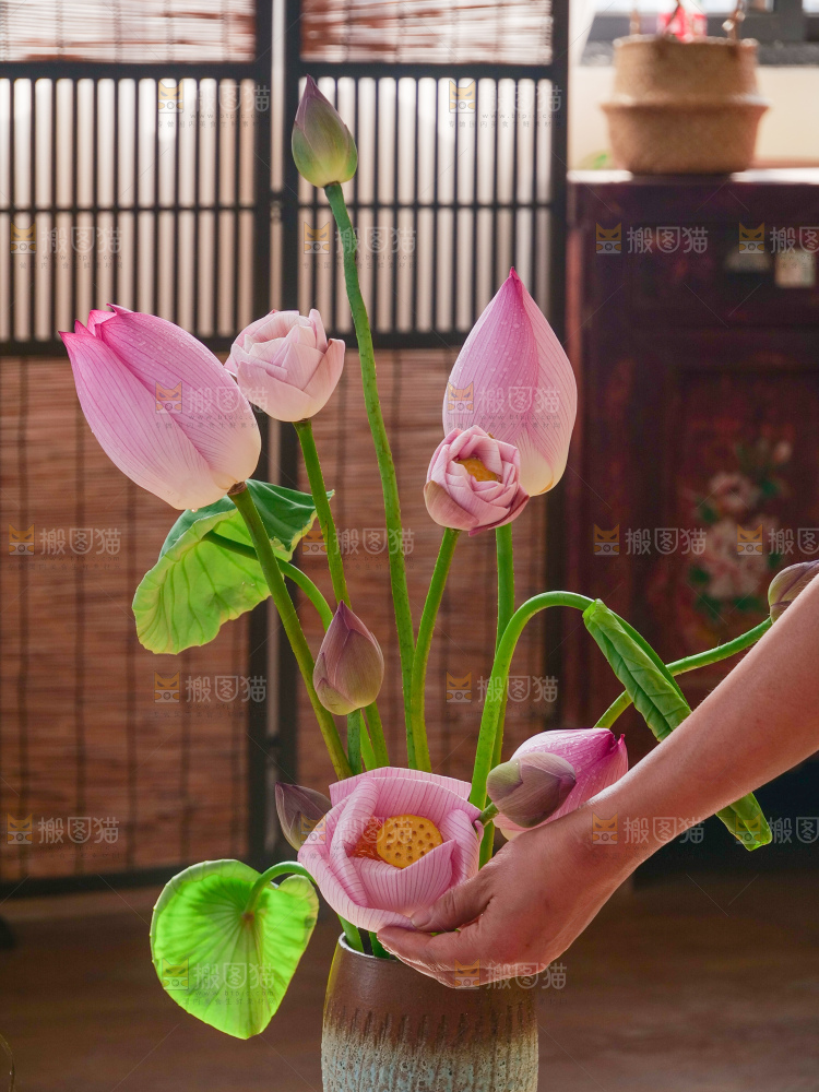 荷花
