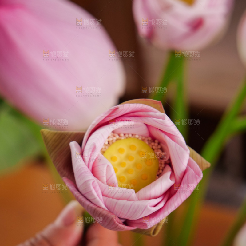 荷花