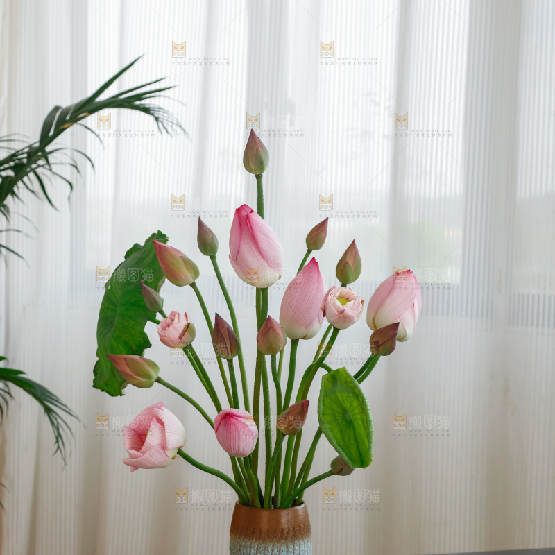 荷花