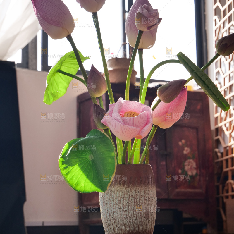 荷花