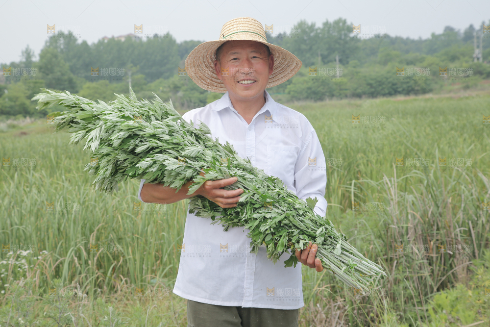 艾草