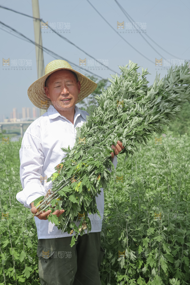 艾草