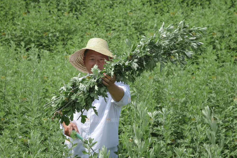 艾草