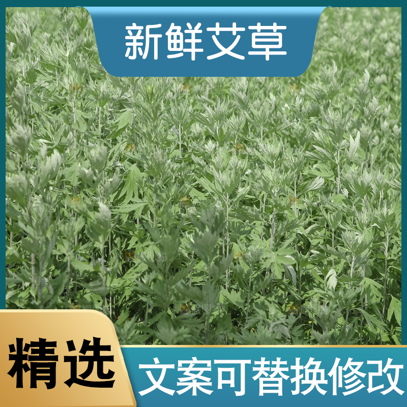 艾草