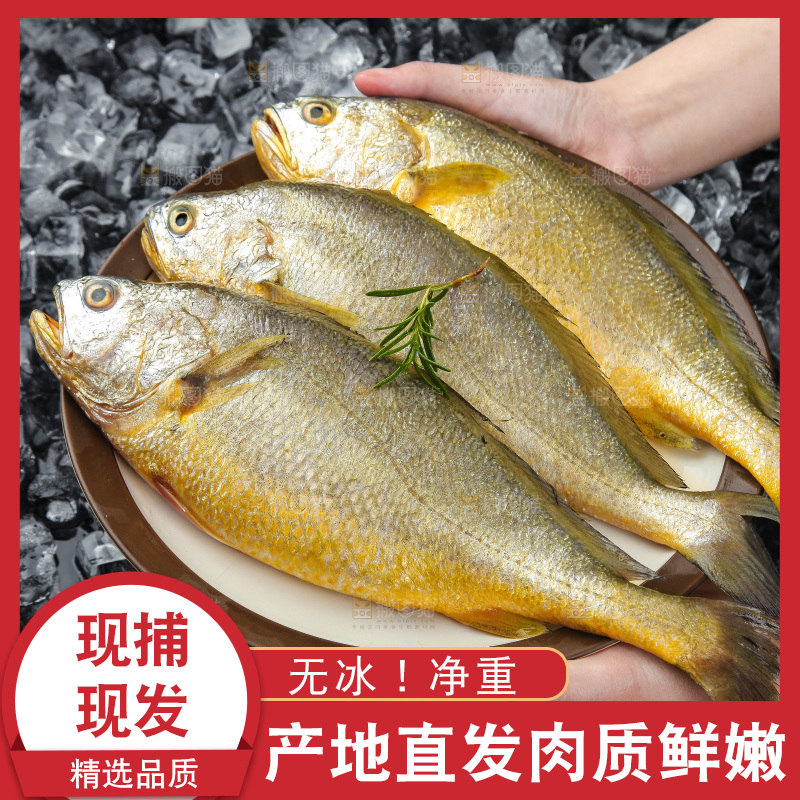 大黄鱼
