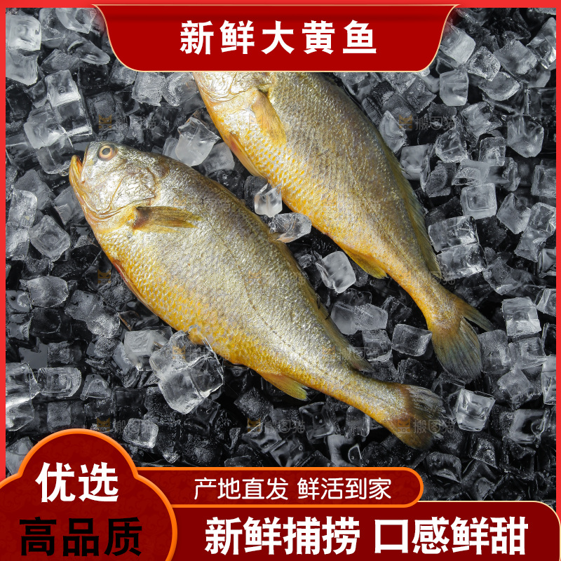 大黄鱼