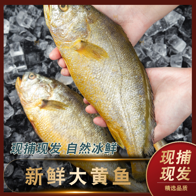 大黄鱼