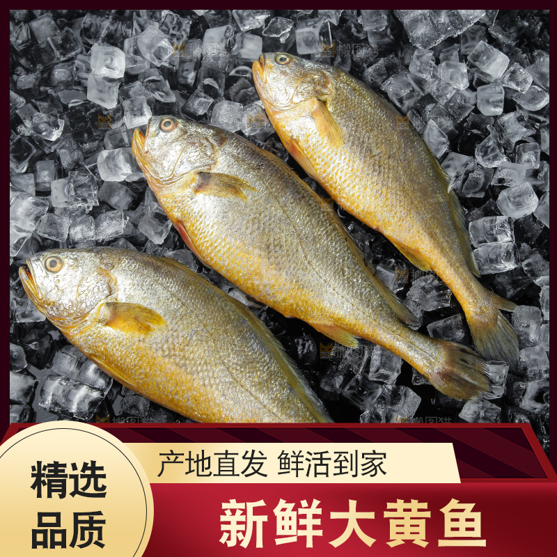 大黄鱼