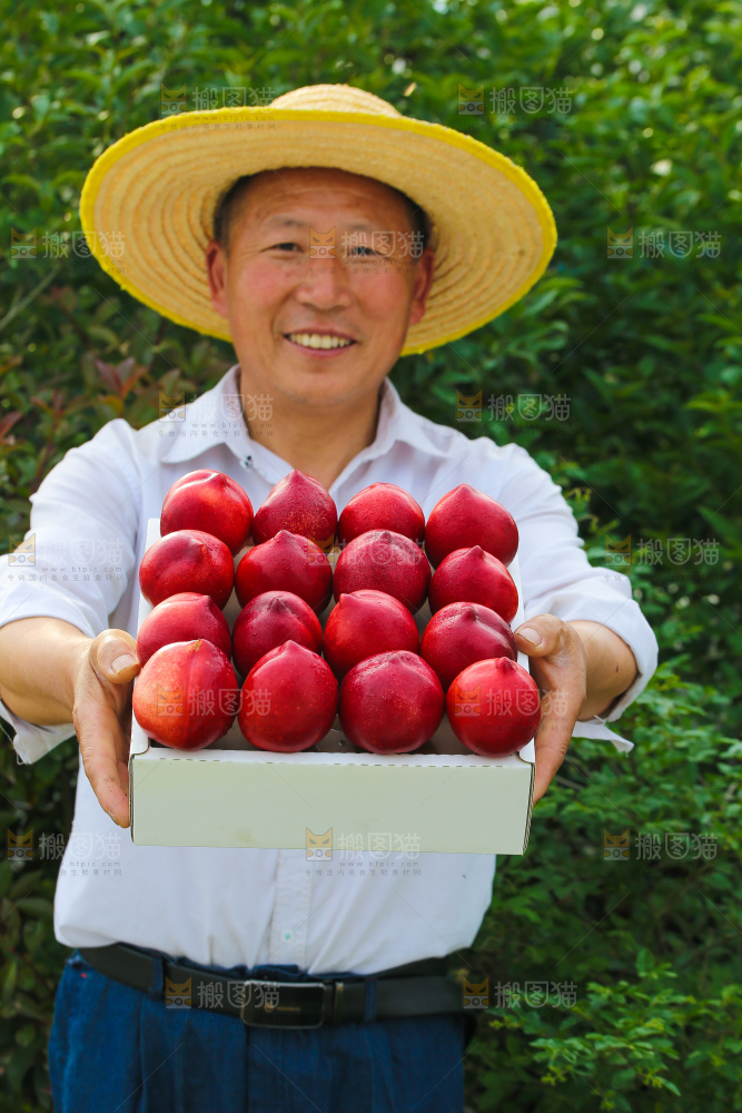 黄心油桃