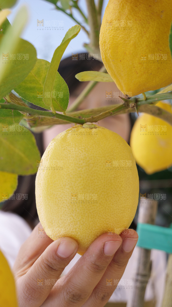 柠檬树