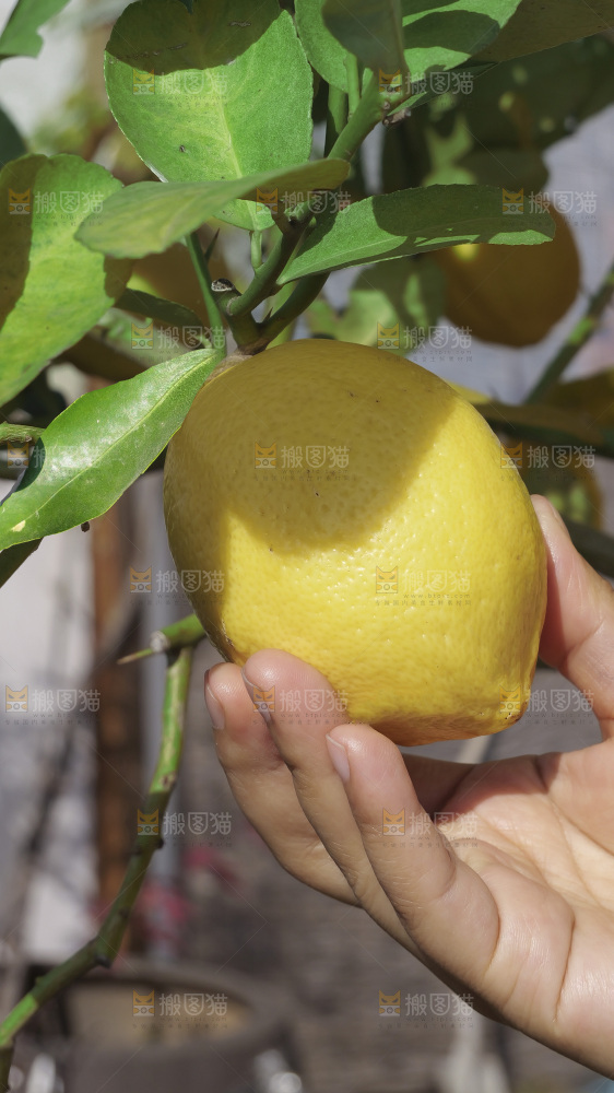 柠檬树