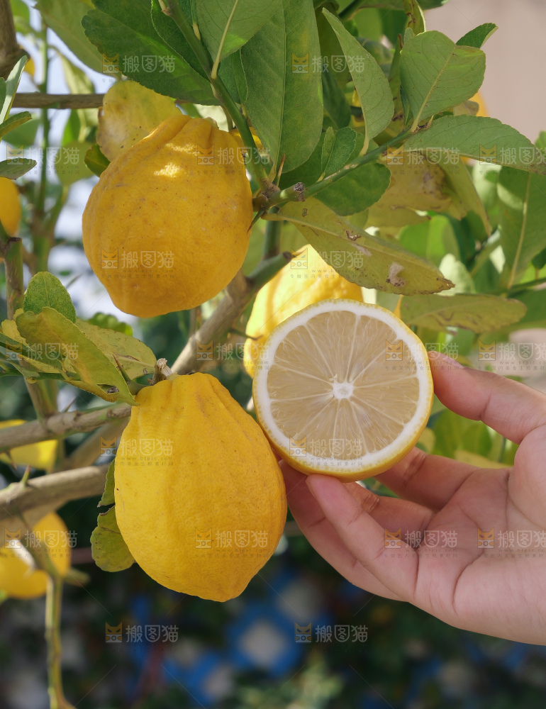 柠檬树
